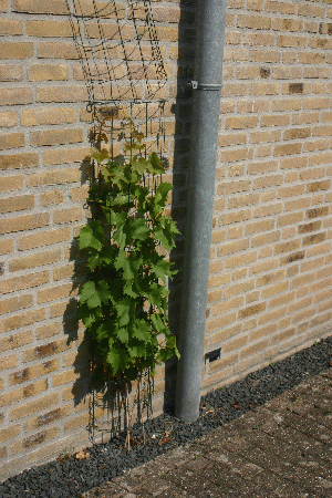 druiven02